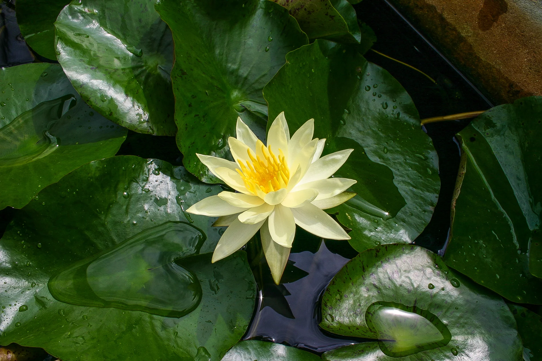 Nymphaea 'Betsy Sakata' — Florida Aquatic Nurseries